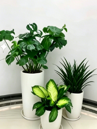 慈溪室内植物租赁怎么卸载？彻底删除方法